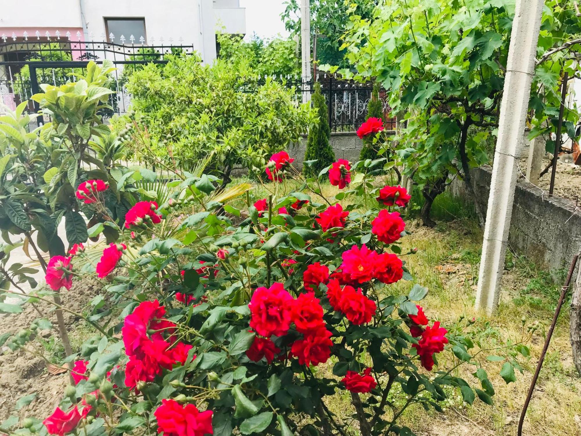 Villa Ajla دراس المظهر الخارجي الصورة